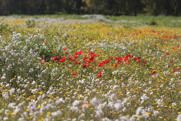 Field of Poppies and hawkweeds.