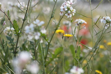 Up close field of flowers.