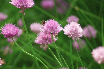 Kwiaty polne © Fotoinspiracja