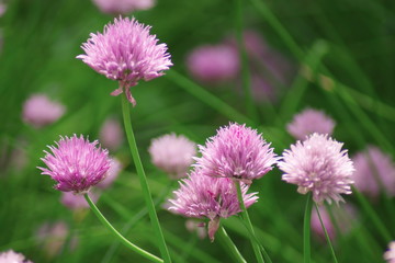 Kwiaty polne © Fotoinspiracja