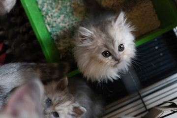 Little homeless kitten