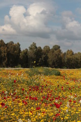 Field full of red and yellow flowers in the spring, Negev desert  in Israel.