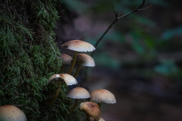 Pilze im herbstlichen Wald
