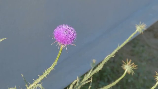 Blossoming bright pink thistle flower on wind at medium distance