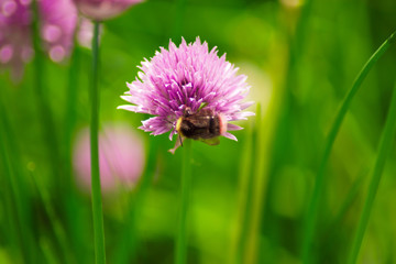 Kwiaty polne © Fotoinspiracja