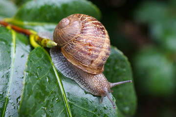 Chiocciola su sfondo di foglie verdi