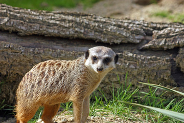 Meerkat, suricata suricatta