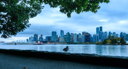 Eine Ente sitzt an einem wolkigen Herbstmorgen vor der Skyline von Vancouver