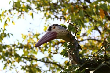 Vogel im Efeu