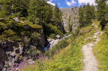 Peaceful creek in a forest in the valley of Gressoney near Monte Rosa