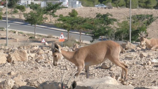 Female nubian ibex goes to lie on the rocks in the city
