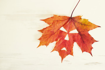 Autumn maple leaf with a Halloween face on a white wooden background 
