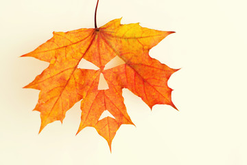 Autumn maple leaf with a Halloween face on a light background