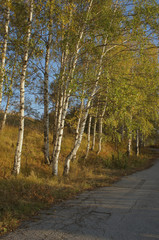 Fototapeta premium Autumn Trees