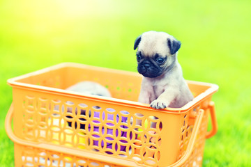 Cute puppy brown Pug in orange basket
