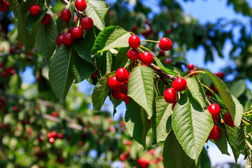 Naklejka premium Ripe red cherries on the tree branch close-up