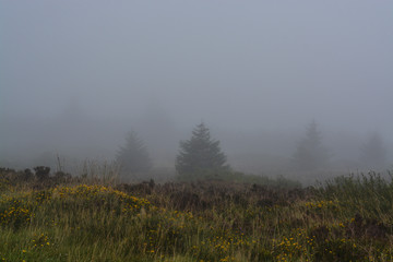 Obraz na płótnie Canvas Irish Mist on Trees