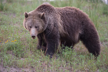 Obraz premium Grizzly bears