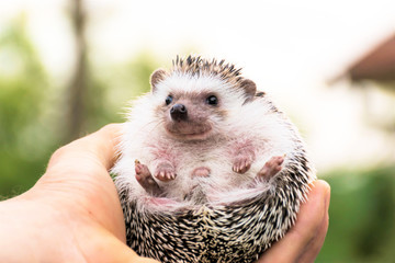 hedgehog in hand