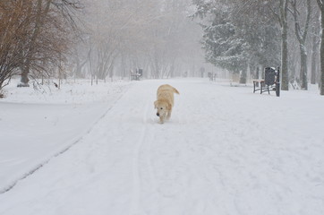 dog in the snow covered park