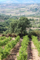 Fototapeta na wymiar Sardinian agriculture field landscape