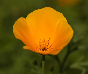 Californian Poppy