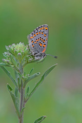 Obraz na płótnie Canvas akdeniz gelinciği kelebeği ; Tomares nesimachus butterfly 