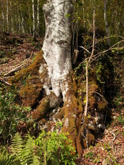 Ettal, Bayern, Oberbayern, Baumstumpf