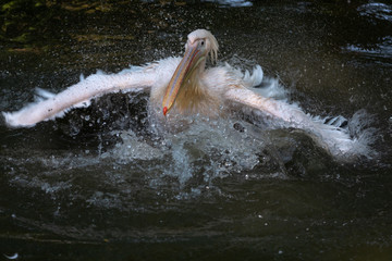 Pelican (Dalmatian Pelican)