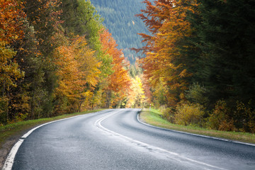 Asphalt road among the autumn landscape. colorful leaves of trees.