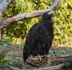 Black Eagle (EAGLE)