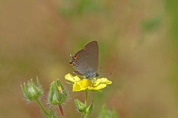 minik sevbeni kelebeği ; Satyrium acaciae butterfly