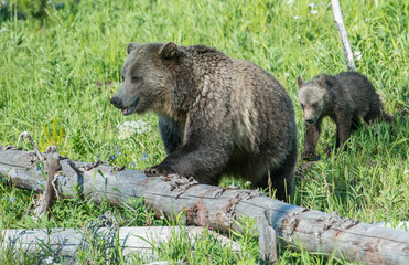 Grizzly bears