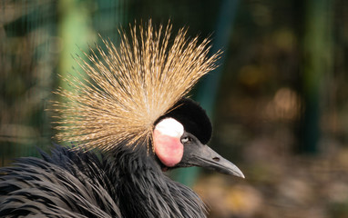Fototapeta premium Black Crowned Crane