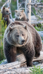 Obraz premium Grizzly bears