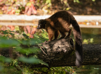 Common Brown lemur