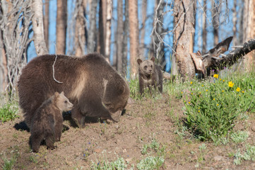 Grizzly bears