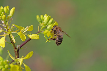 Çiçek üzerinde bal arısı  © mylasa