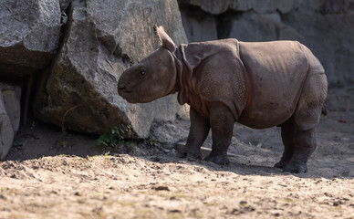 Fototapeta premium Baby Rhino