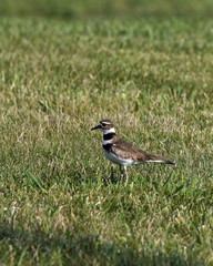 killdeer in field