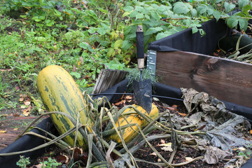 Big zucchinis in garden patch