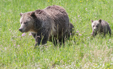 Grizzly bears