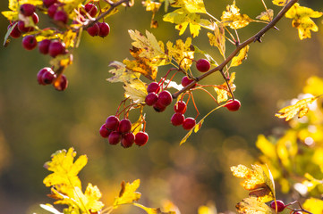 Autumn berries on a branch