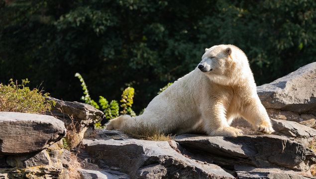Polar Bear