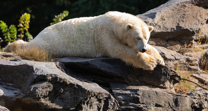 Polar Bear