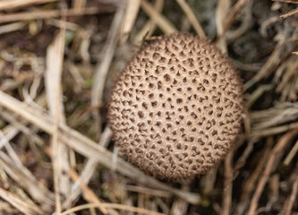 Dusky Puffball