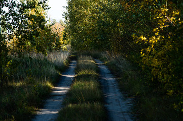 Road in the autumn forest