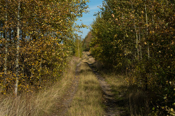 Road in the autumn forest