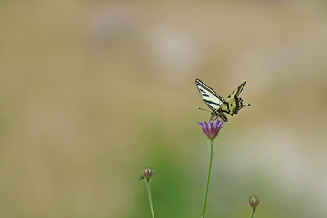 Kaplan kırlangıç kuyruk kelebeği ; Papilio alexanor butterfly