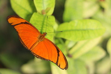 Schmetterling - orange